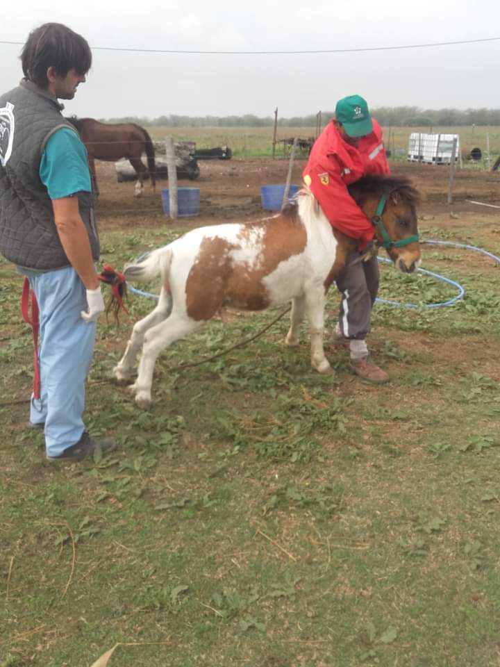 LiberacionONG's tweet photo. Buenas tardes, amigos de liber! 🐴

En el día de la fecha, el Dr. Marias Leale llevó adelante la castración de Beltrán, Cielo y el Percherón!
Ahora unos días de antibióticos y ya podrán unirse a la tropa! https://t.co/E5nd2miSyZ