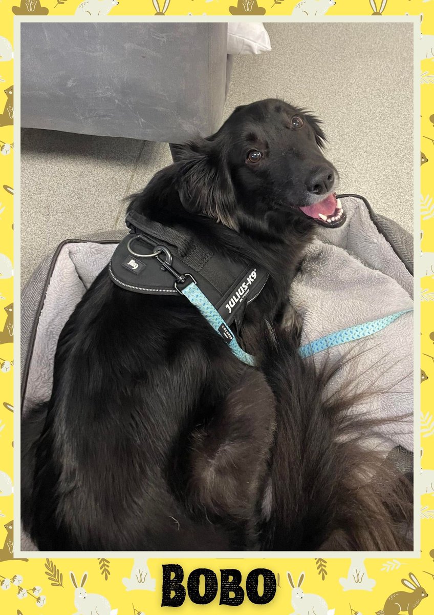 karen73984451's tweet photo. #rehomehour #beeyootiful boys on the lookout for super duper homes plz RT #TeamZay @OakwoodRescue https://t.co/vbr89u4ON7