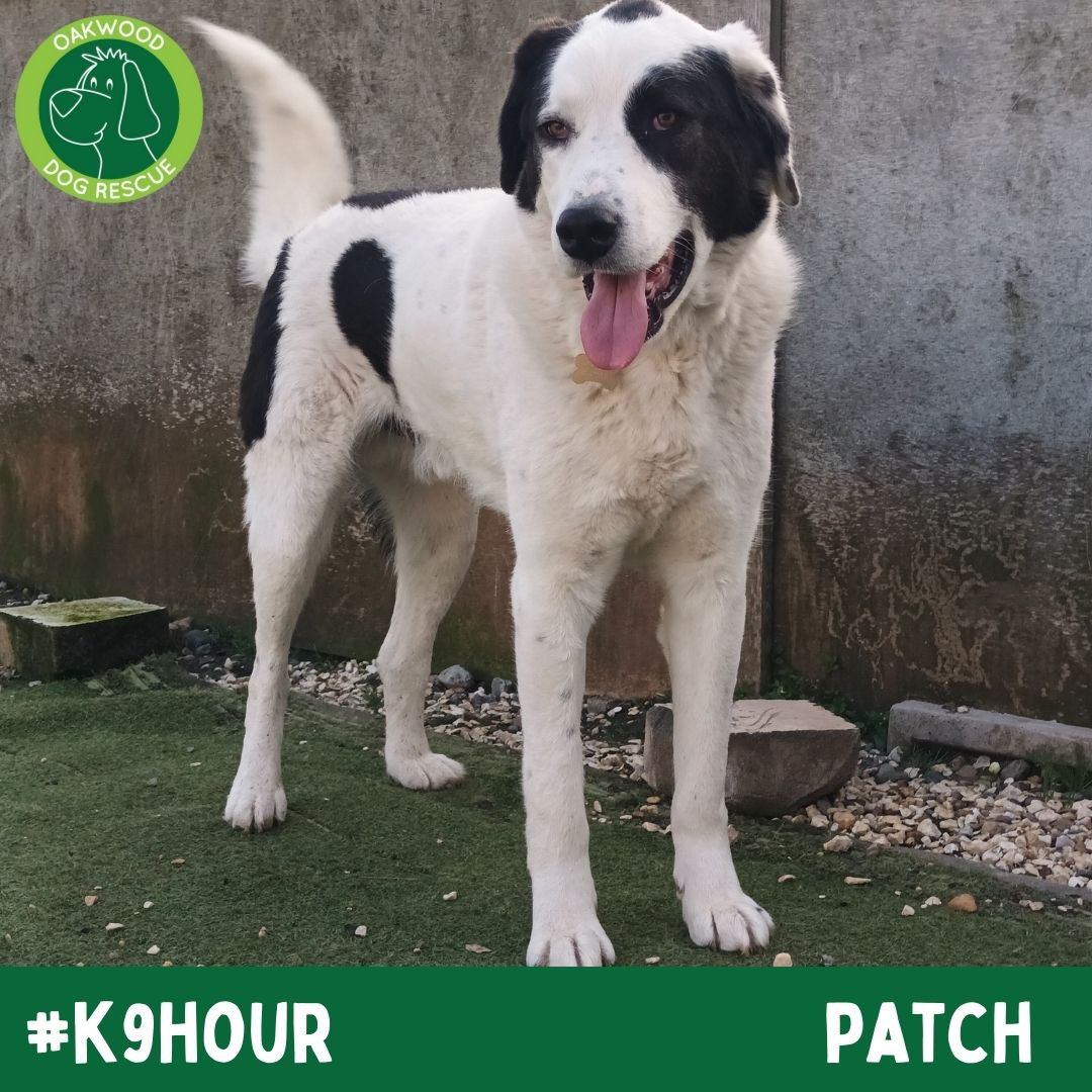 karen73984451's tweet photo. #rehomehour #beeyootiful boys on the lookout for super duper homes plz RT #TeamZay @OakwoodRescue https://t.co/vbr89u4ON7