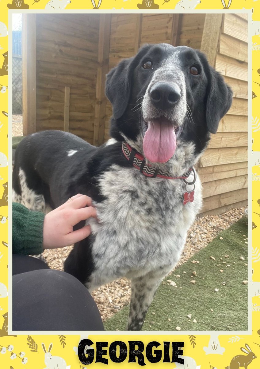 karen73984451's tweet photo. #rehomehour #beeyootiful boys on the lookout for super duper homes plz RT #TeamZay @OakwoodRescue https://t.co/vbr89u4ON7