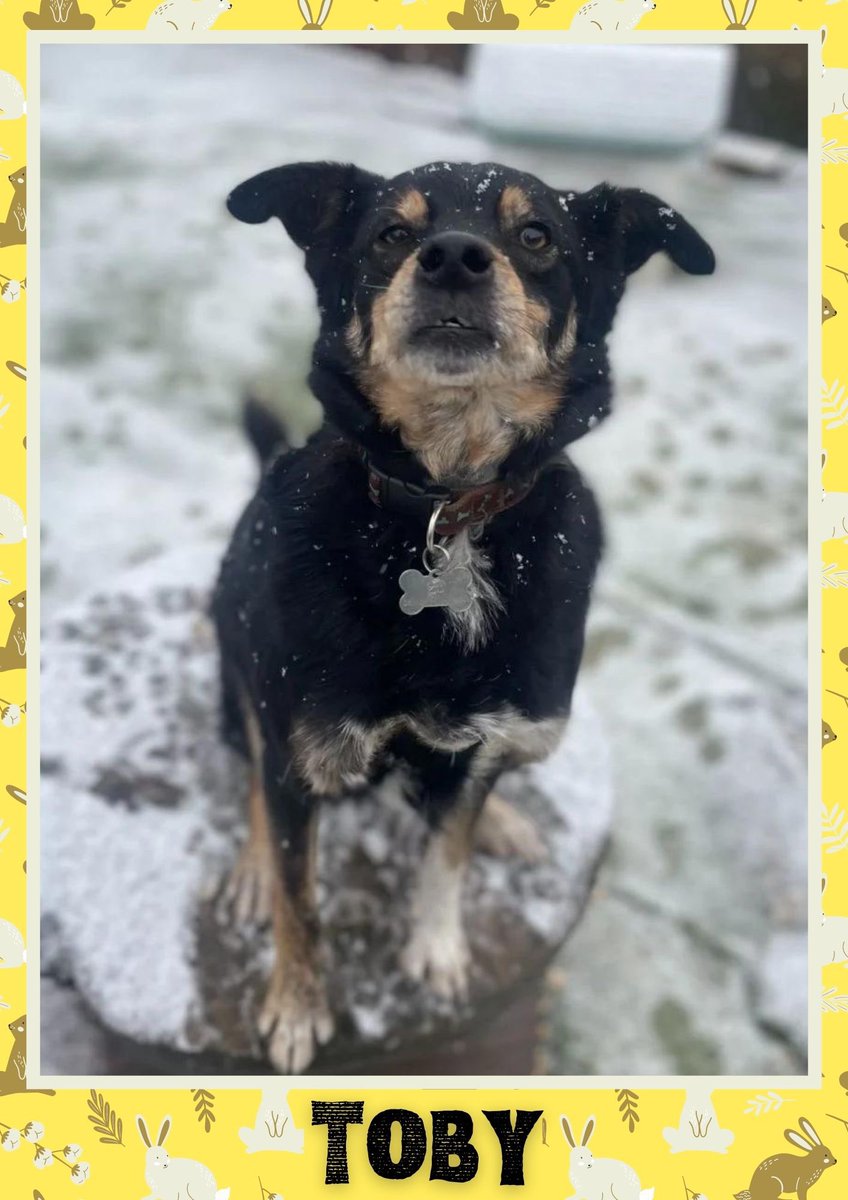 karen73984451's tweet photo. #rehomehour #beeyootiful boys on the lookout for super duper homes plz RT #TeamZay @OakwoodRescue https://t.co/vbr89u4ON7