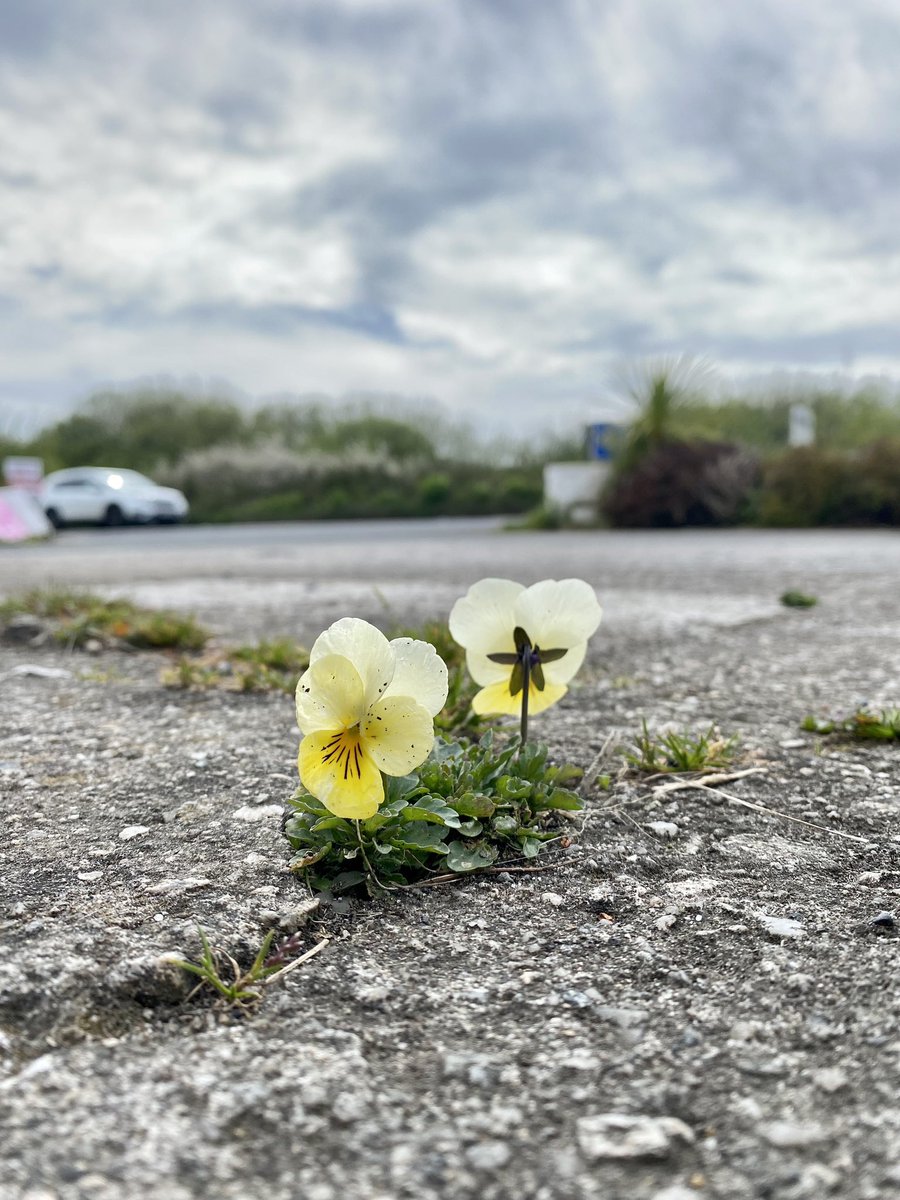 A pair of pansies stage a cheerful rebellion against the concreting of the world.