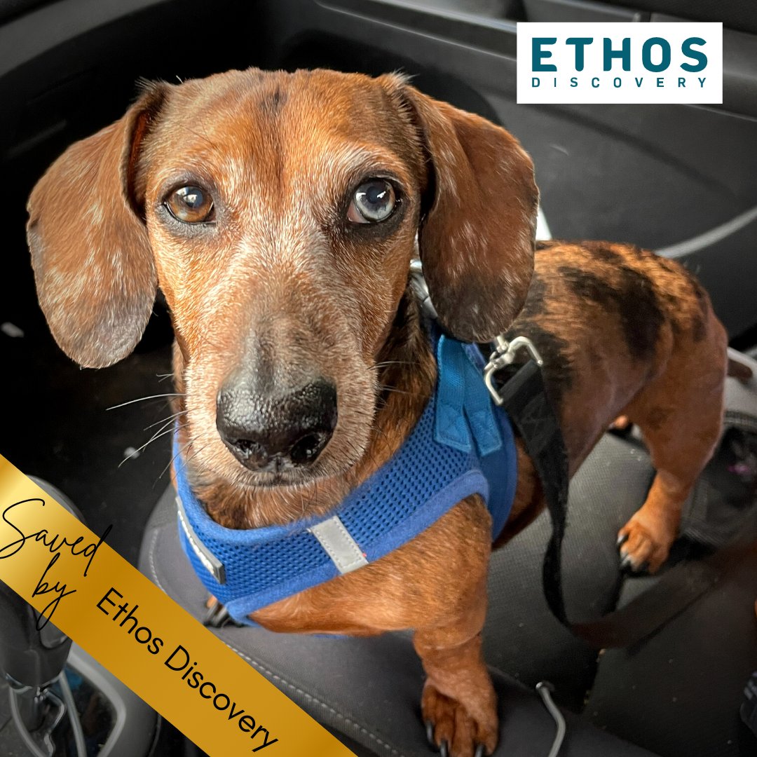 FACE_4_PETS's tweet photo. Thank you to @EthosDiscovery for making today's #SuccessStory feat. Blu the #dachshund possible💙 We're so grateful to have Ethos support us at Bags & Baubles this weekend! Get your ticket & help us SAVE pets: https://t.co/qTzSqP5I80 ✨ #nonprofit #sandiegoevent #dogsofsandiego https://t.co/pXa8A7f6oJ