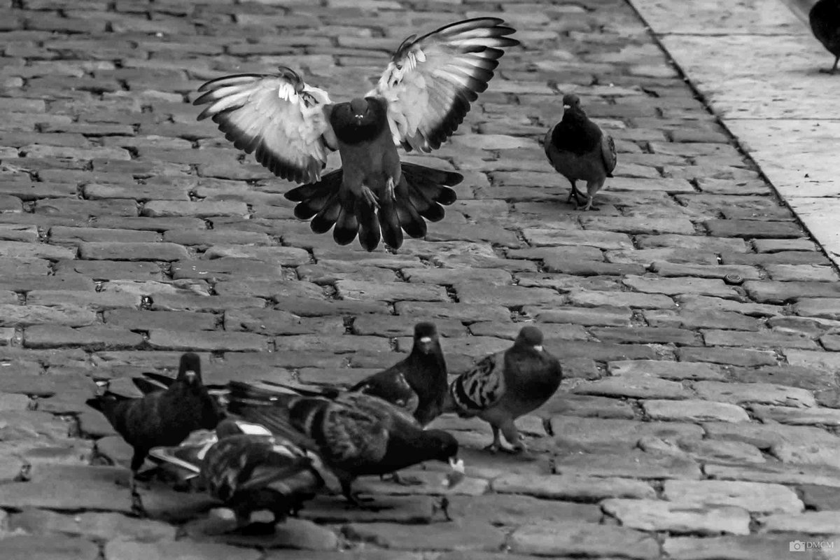 dmcmphoto's tweet photo. Attendez-moi ! / Wait for me!

#paris #Pigeon #streetphotoraphy #noiretblanc #blackandwhitephotography #photography #photographie https://t.co/BtmZnnOe45
