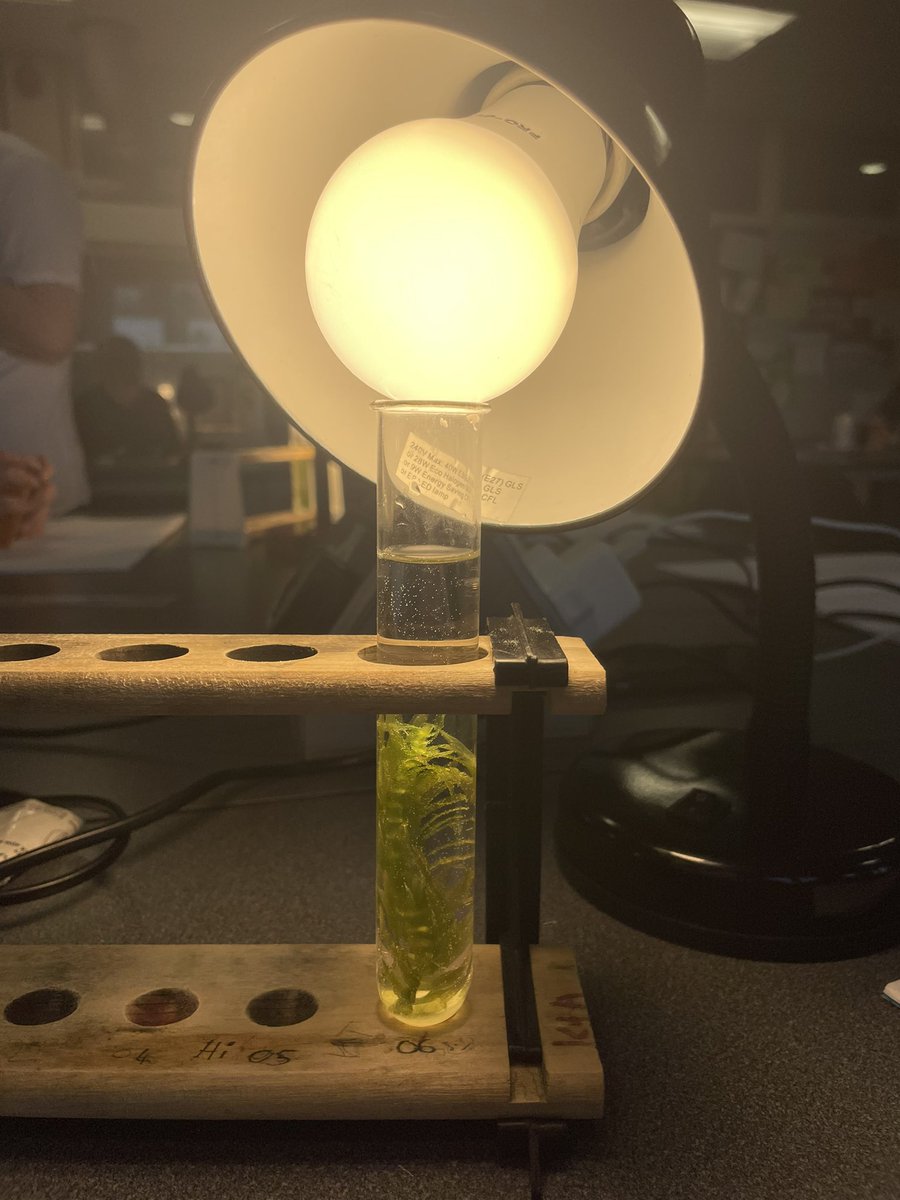 missturekbio's tweet photo. First time trying elodea bubblers with S3 biologists. Pupils used @padlet to brainstorm experimental design and to collate class results 🌿📝👨🏼‍💻 https://t.co/rSvej3ZGWy