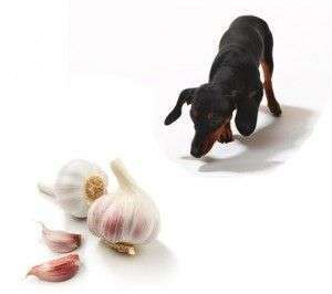 #MascoTips Ajo para los Perros ¿Es perjudicial? ift.tt/aOzqUKm