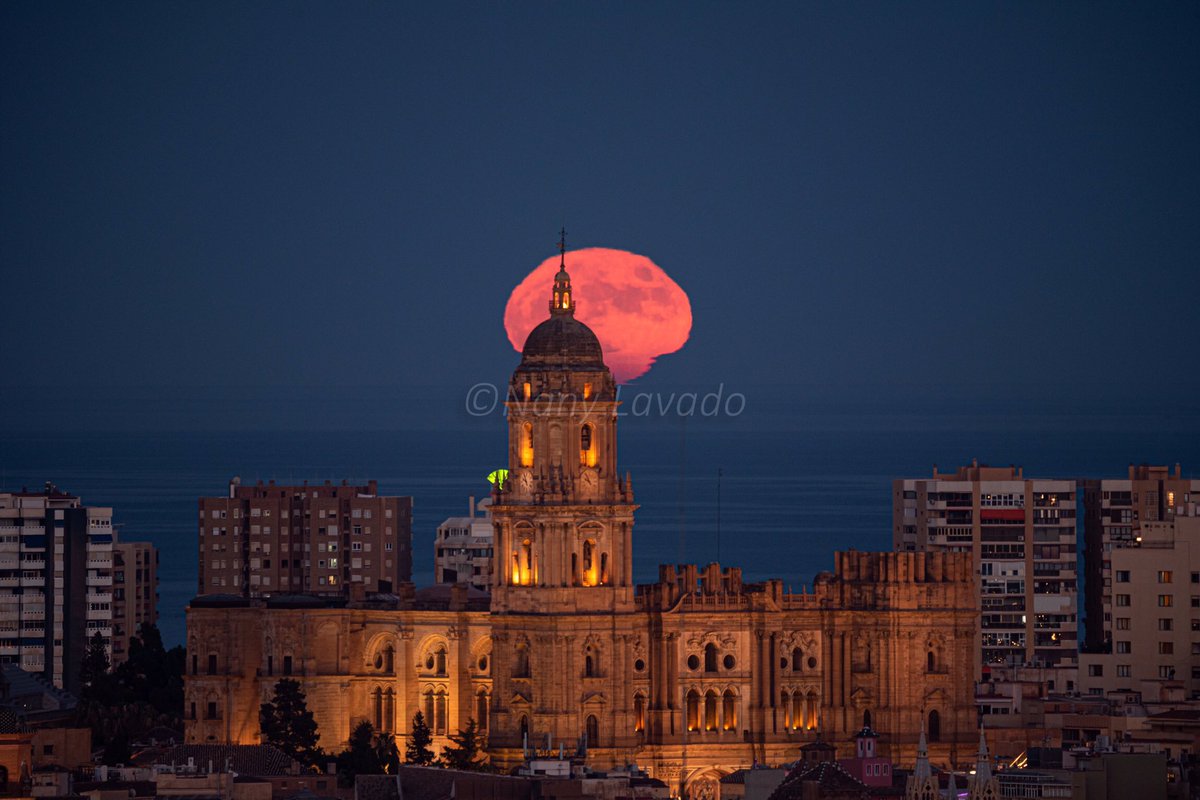 Lechuza inquieta (Nany Lavado) tweet media