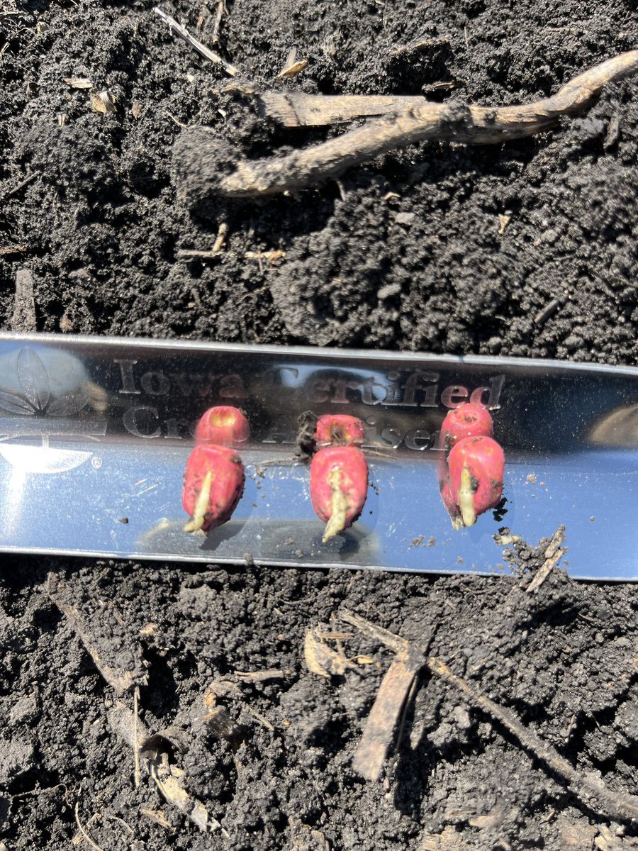 klingbeil_ISU's tweet image. Scouting some April 12th planted corn in Iowa today- 52 degree soil temp, planters starting to roll again! #plant23 @IowaCCA @agrilytics #nomorewinter