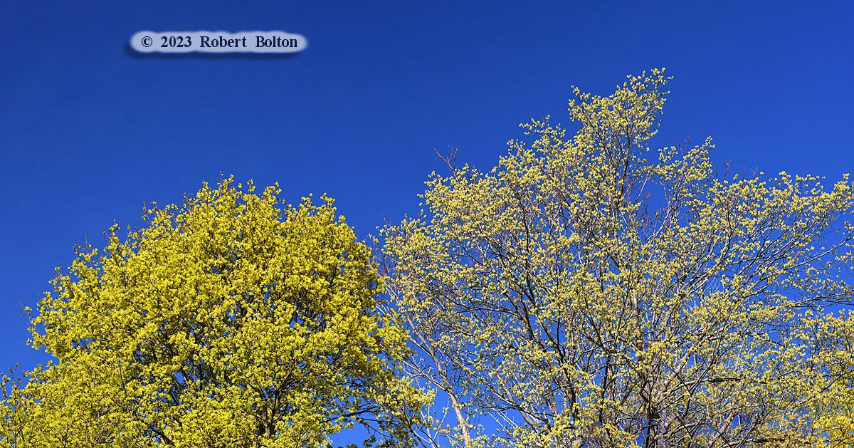 2 more #panoramas of #spring #foliage sprouting in the #shawsheenvillage section of #andoverma. #Spring2023 #springtime #trees #nature #naturephotography #nikon #d7200 #nikkor70300mm #nikoncreators #nikonphotography #nikonnofilter #nikonlove #nikonglobal #springphotography #hike