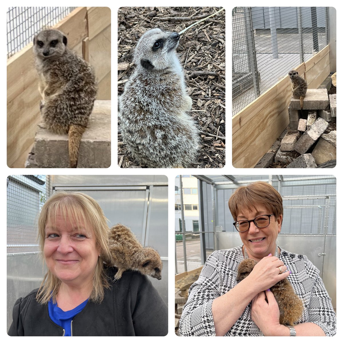 Alison Dady tweet media