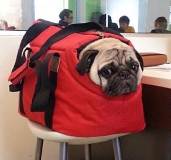 gmeposhpug's tweet photo. “I don’t know where I am going, but I am on my way.” -Voltaire #pugquotes #omw #pug #toocute https://t.co/k5APaC2uxS