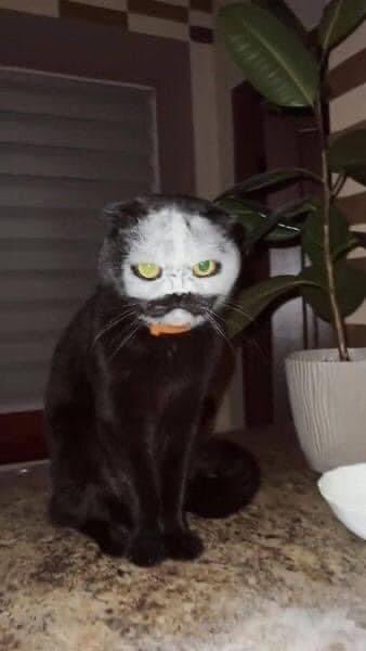 OkMichis's tweet photo. Me desperté en medio de la noche.. a ver a un ladrón de harina https://t.co/xa5cHA9alS