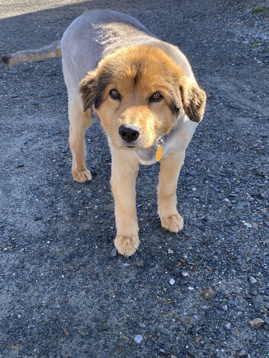 Thank you ⁦<a href="/gooddoggrooming/">Good Dog Grooming</a>⁩   My Otis looks like a puppy again. So cute!!!