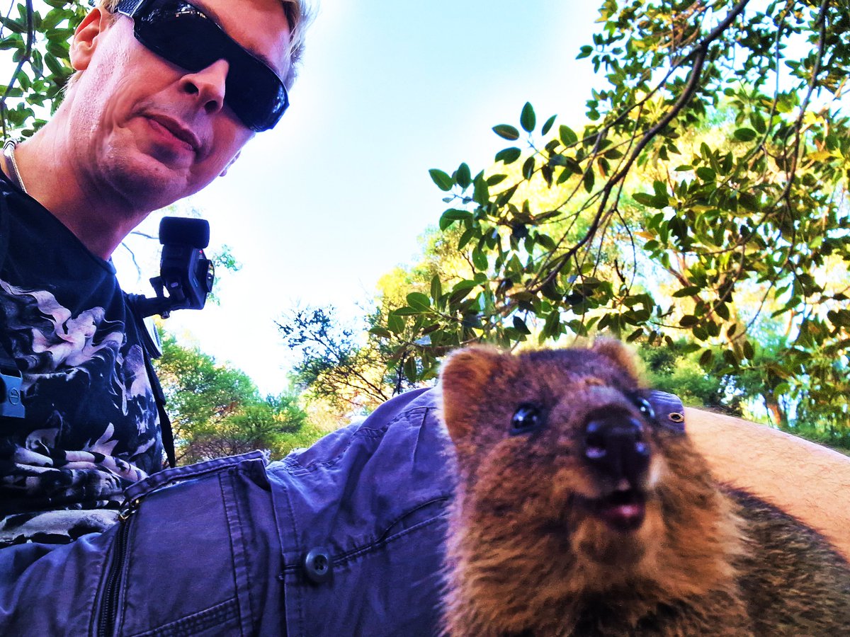 LukePepper's tweet image. The worlds happiest animal - not me
obviously! I am talking about my little Quokka friend
who hopped on by to hang out for a while. #quokka
#australia #animal #dj #techno #nature #selfie #photography #animals #cute #musician #travel