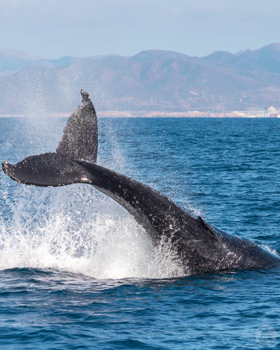 DolphinSafari's tweet photo. Happy #TailUpTuesday! Whales use their tails for a variety of purposes including propulsion, defense against predators, and non-verbal communication.
(๐ท: Grayden Fanning 10.10.20)
#whaletail #whalewatching #optoutside #ecotourism #danapoint https://t.co/RxWbINfIqZ