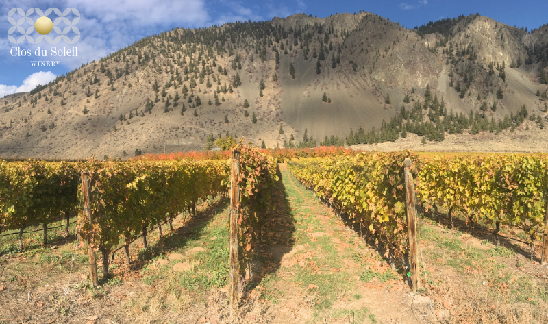 mywinepal's tweet photo. .@ClosduSoleil is delighted to announce that their La Côte vineyard is officially certified #organic. This means that all 4 Clos du Soleil-owned vineyards are 100% organic, farmed #biodynamically, and #Biosphere Committed. @bcwine https://t.co/YucakXAstf