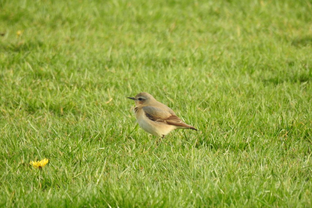 Hines1Peter's tweet photo. Had quite a tidy Wheatear day with 21 across 3 sites in MCR, 10 Warburton, 9 Carrington Moss and finally these 2 on the patch at Turn Moss this evening @OurTurnMoss https://t.co/bHFsDVopr6