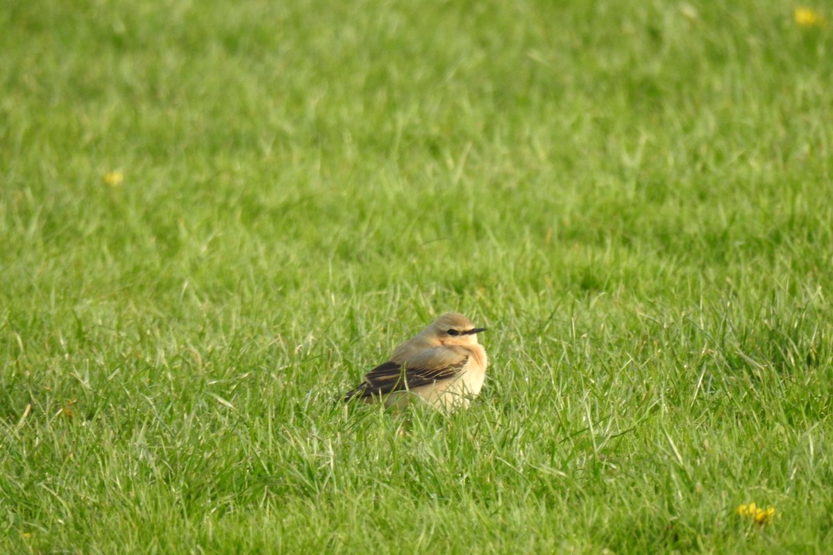 Hines1Peter's tweet photo. Had quite a tidy Wheatear day with 21 across 3 sites in MCR, 10 Warburton, 9 Carrington Moss and finally these 2 on the patch at Turn Moss this evening @OurTurnMoss https://t.co/bHFsDVopr6