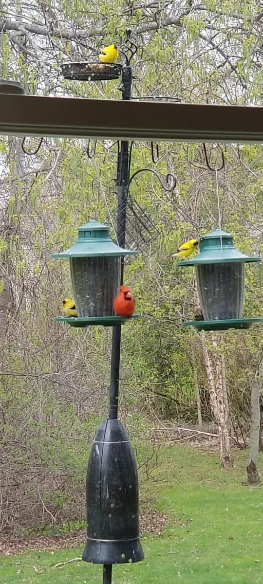 Image sent today from Rochester NYS USA from a niece ...