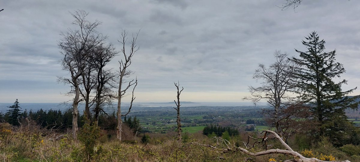 wlhaydock's tweet image. Evening walk, all grey and cloudy across Dublin bay ☁️☁️☁️ #hellfireclub #eveningwalk #remnants #lighteningtrees ⚡️