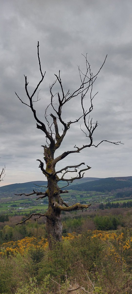 wlhaydock's tweet image. Evening walk, all grey and cloudy across Dublin bay ☁️☁️☁️ #hellfireclub #eveningwalk #remnants #lighteningtrees ⚡️