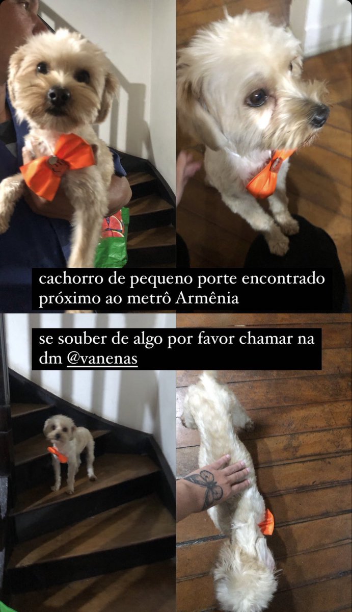 luizasm's tweet photo. Alô vc que perdeu seu cachorro perto do metrô Armênia (SP). 

Minha amiga está com este simpático engravatado em casa desde ontem (o contato é no insta)

RT pra ajudar 🐾 https://t.co/bvLfm8URHo