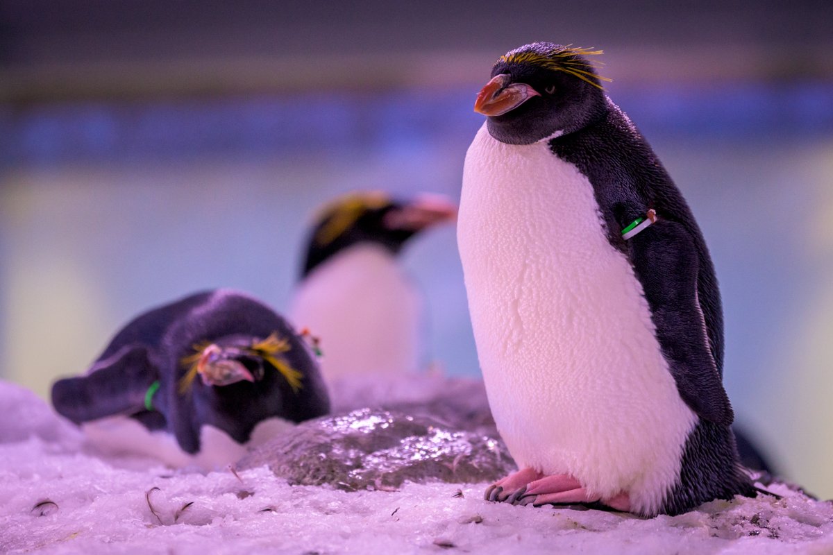 New Mexico BioPark Society tweet media