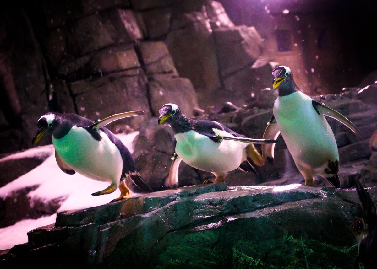 New Mexico BioPark Society tweet media