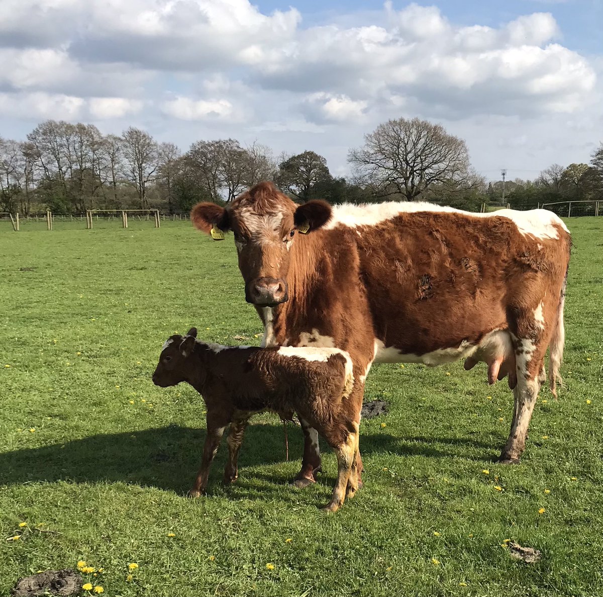 New arrival , a smart bull calf for Florrie , love my Irish Moiled,  fabulous cattle 😍#Irishmoiledcattle #grassfedbeef