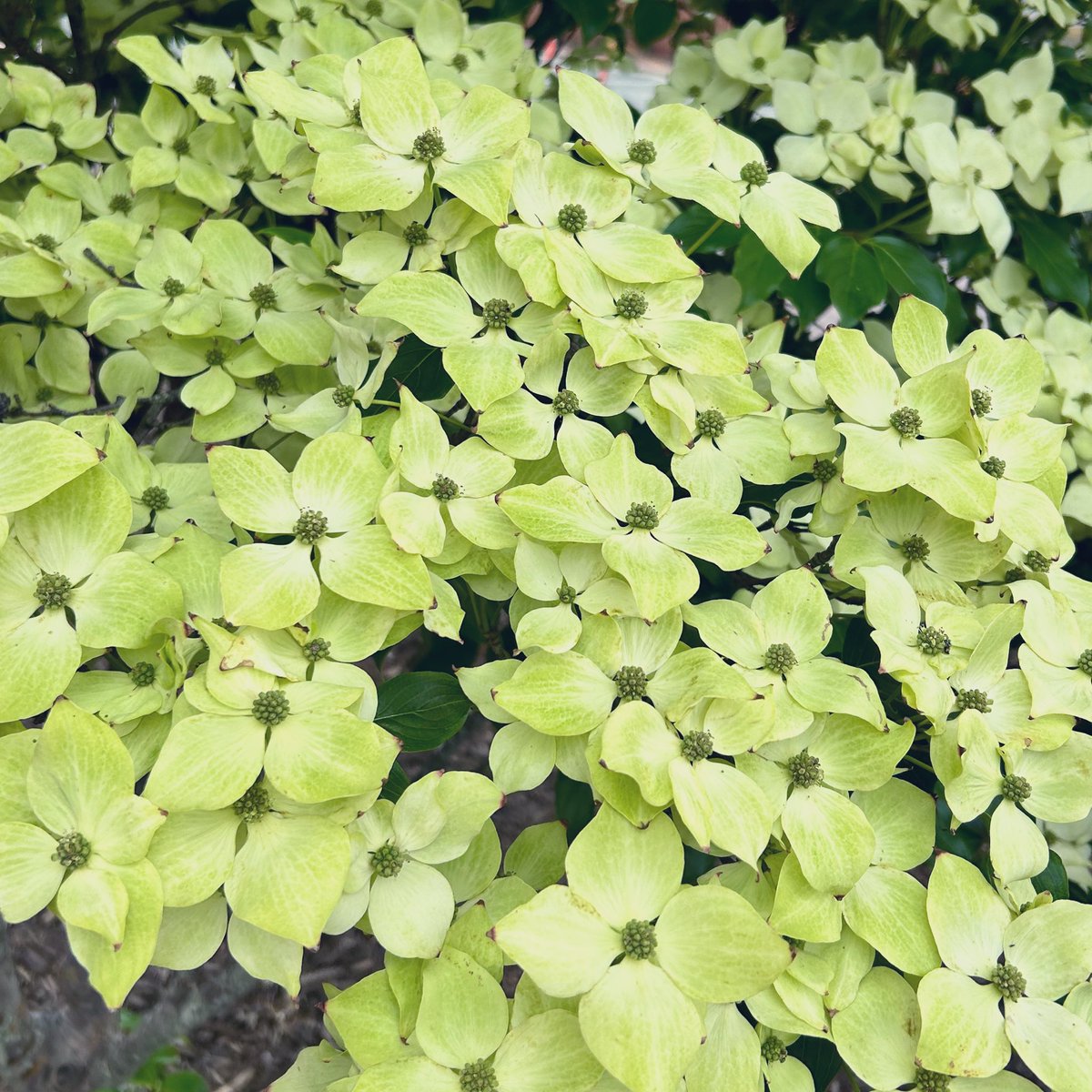 M Gallardo-Williams tweet media