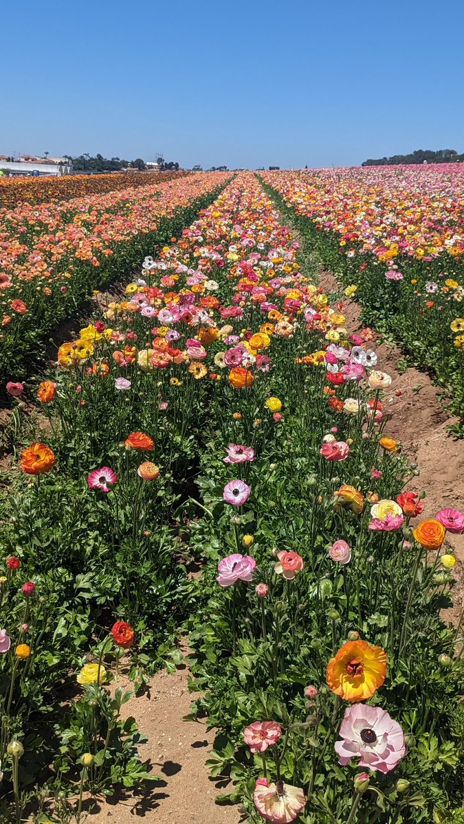 California spring 🌼