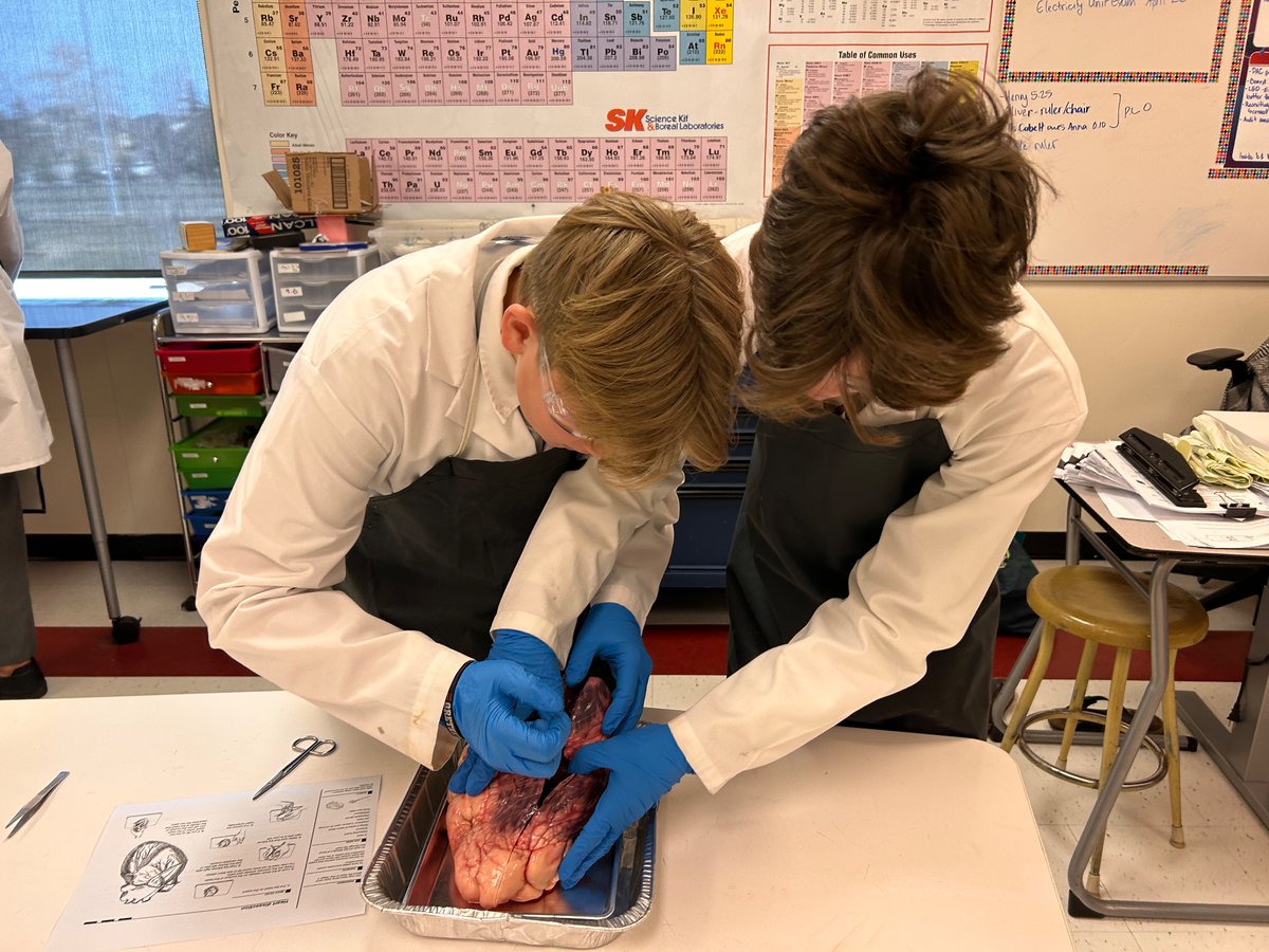 Definitely tugging at the heart strings today ;) What better way to explore blood pathways then to see if first hand in fresh beef hearts. <a href="/RundleJrHigh/">Rundle College Jr. High</a> #adveruresinSTEM #becurious #bontonmeatmarket