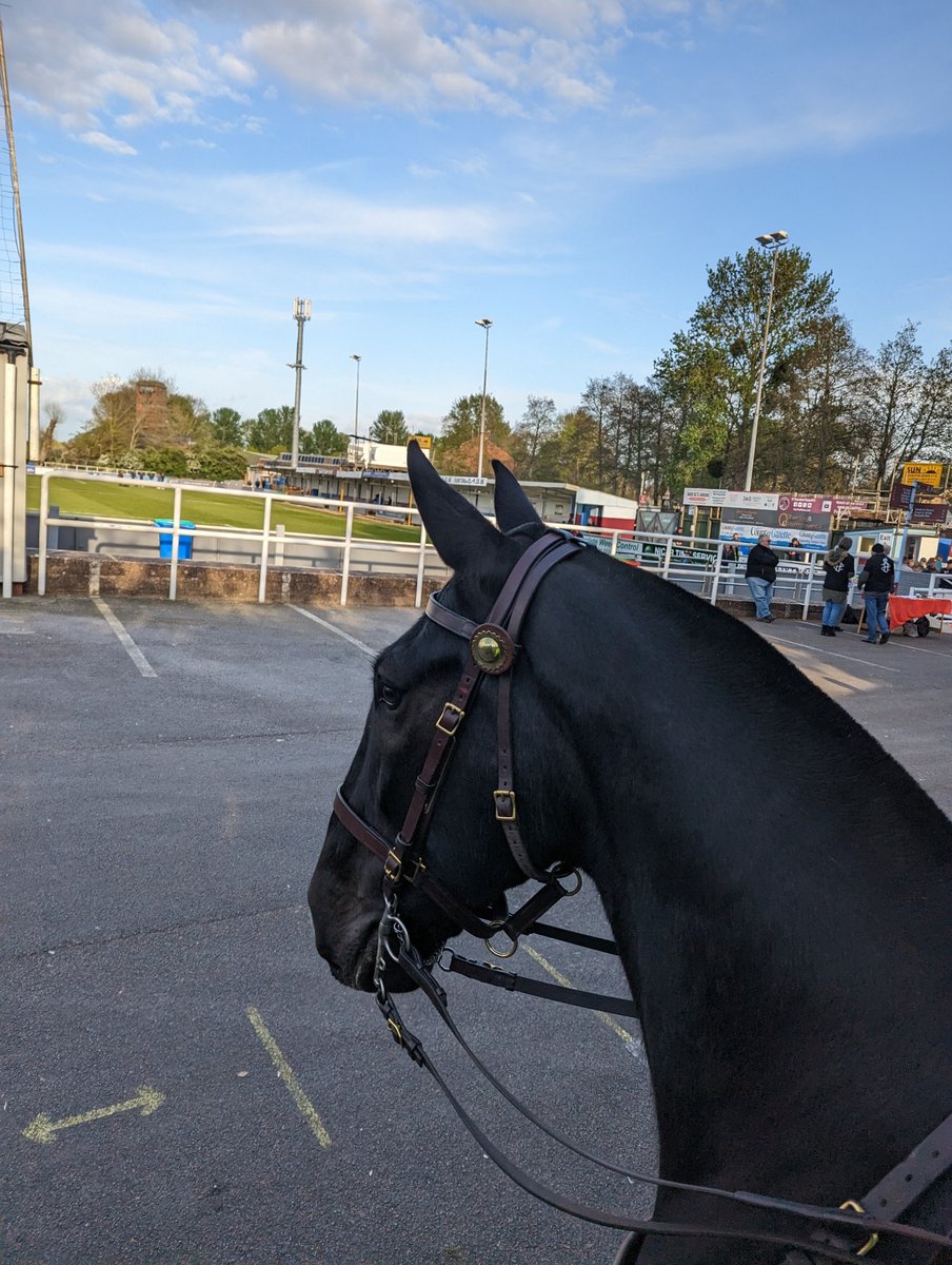 ASPoliceHorses's tweet photo. Tyson paid a visit to @TauntonTownFC alongside Trinity to experience his first crowds and football match 🐴⚽ it was a very positive experience! ☺️#thankyouforhavingus https://t.co/zDjyKaDlND