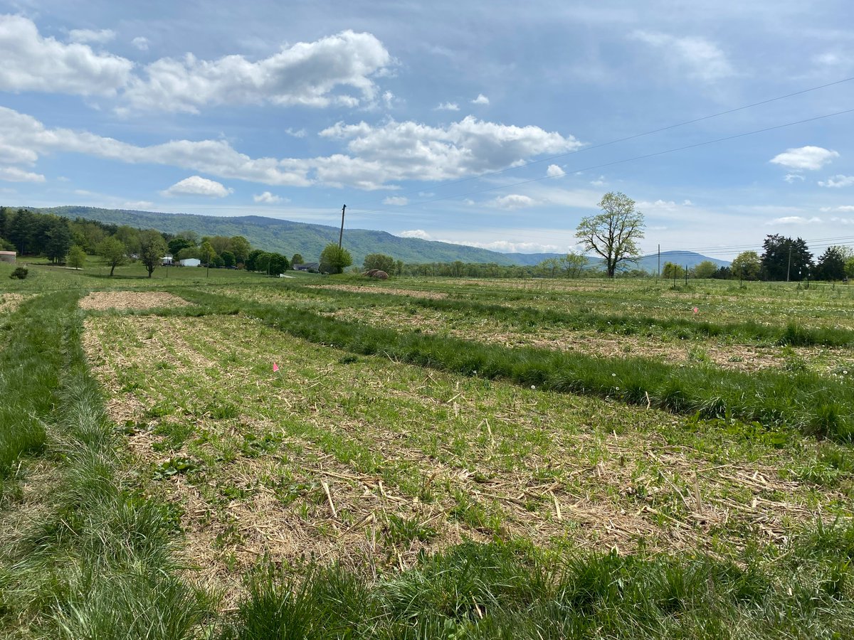 VirginiaDCR's tweet photo. Hats off to Virginia farmer Mike Phillips for keeping his operation healthy & profitable with #conservationpractices like #rotationalgrazing & #nutrientmanagement. He & soil conservationist Megan Comfort are even testing the performance of different cover crops on 10 corn fields! https://t.co/uAN3B9zJyU