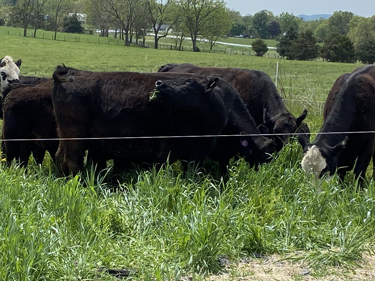 VirginiaDCR's tweet photo. Hats off to Virginia farmer Mike Phillips for keeping his operation healthy & profitable with #conservationpractices like #rotationalgrazing & #nutrientmanagement. He & soil conservationist Megan Comfort are even testing the performance of different cover crops on 10 corn fields! https://t.co/uAN3B9zJyU