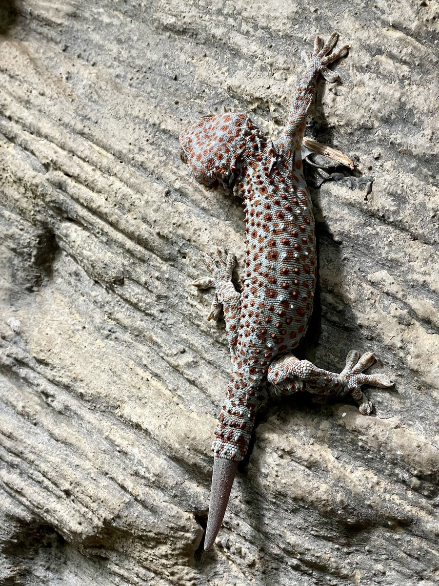 Jack Baker 🌵🐾 tweet media