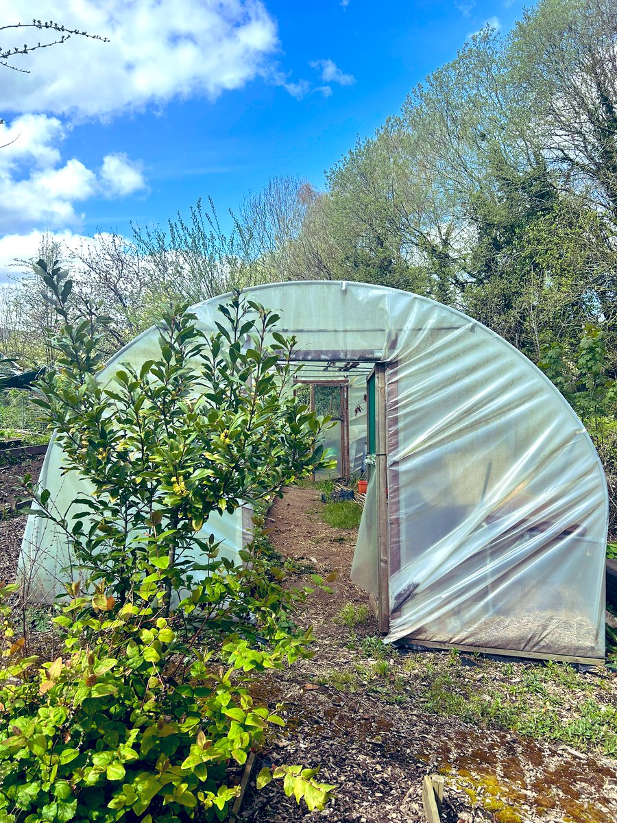 AimeeOT_'s tweet photo. Such a beautiful day for an allotment group session 🍃☀️ fully making the most of this weather 💛#OccupationalTherapy #recoverythroughactivity #outdooractivity #wellbeing #abuhb @GSouthwales @MHLD_abuhb https://t.co/rVsxDW2LvC
