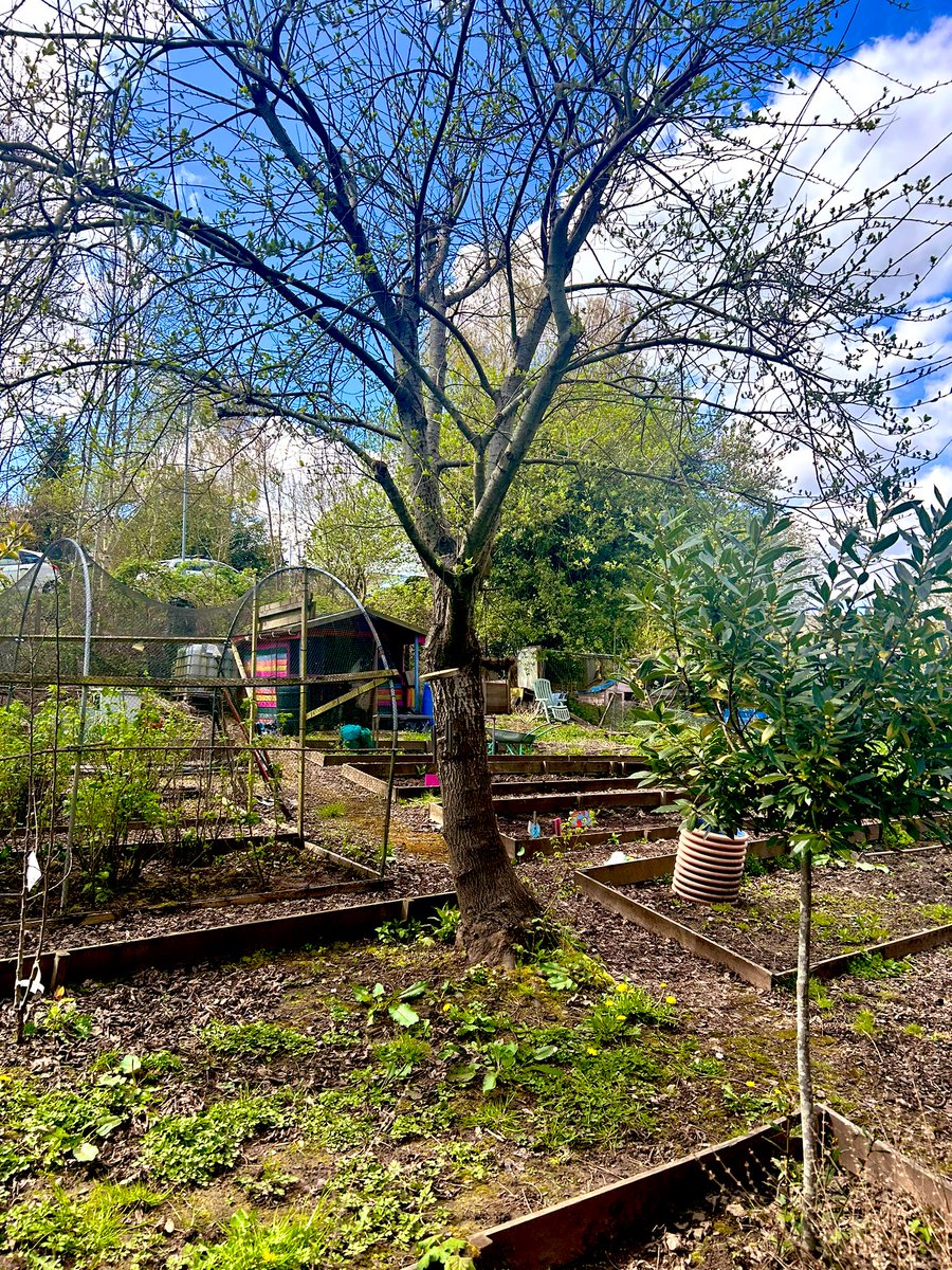 Such a beautiful day for an allotment group session 🍃☀️ fully making the most of this weather 💛#OccupationalTherapy #recoverythroughactivity #outdooractivity #wellbeing #abuhb @GSouthwales @MHLD_abuhb