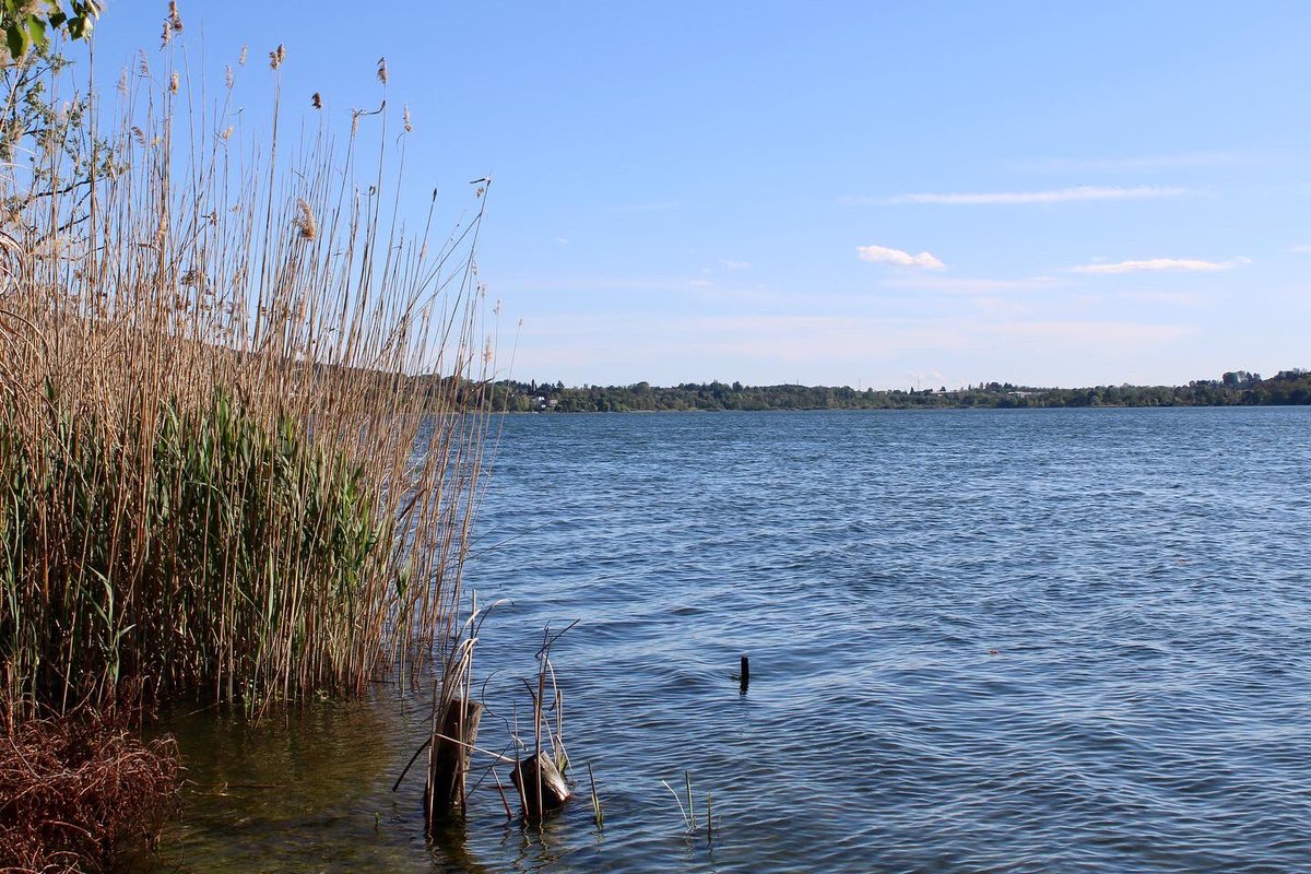 GioeleZanni's tweet photo. Lago di Comabbio 🌾🌊🪷 #lagochiuso #lago #lagodicomabbio #varese #comabbio #primavera23
#primavera #sole #canonphotography #canonphoto #photo #natura #lombardia #25aprile #fotopaesaggi #paesaggio #fotopaesaggistica https://t.co/tjiq6lddl9
