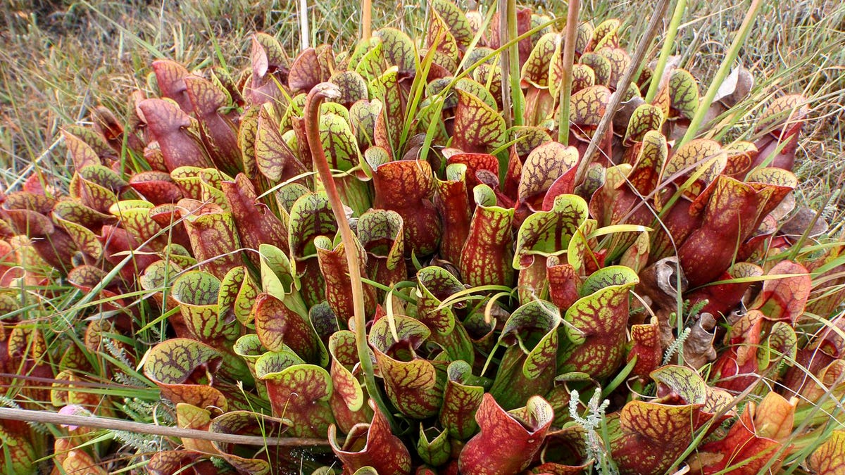 Carnivorous Pitcher Plants Alter Their Scents To Lure Particular Kinds Of Insects To Dinner | @UMontpellier <a href="/CNRS/">CNRS 🌍</a> 

by <a href="/GrrlScientist/">Rage Against The Regime 🇺🇦</a> via <a href="/ForbesScience/">Forbes Science</a> / <a href="/Forbes/">Forbes</a>

#plants #sarracenia #ecology #evolution #SciComm forbes.com/sites/grrlscie…