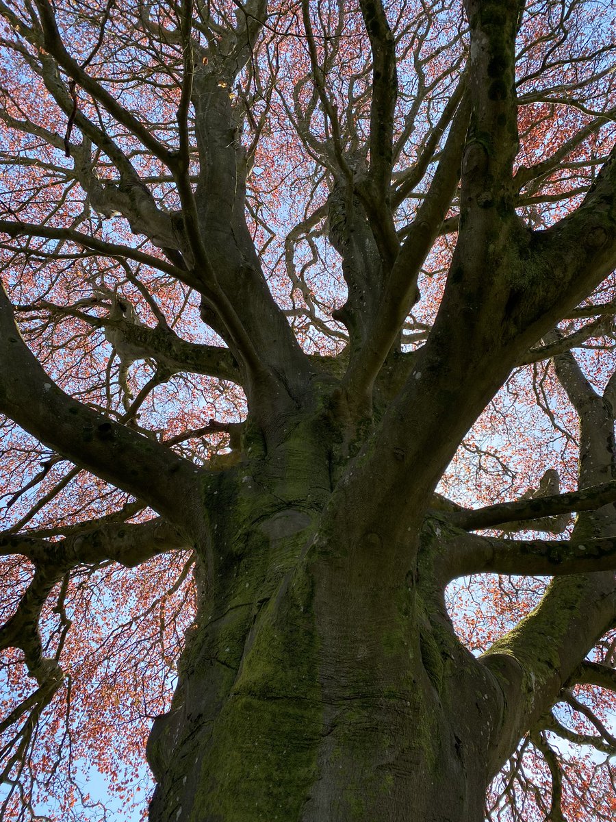 Cyfleon's tweet photo. An inspiring day attending the briefing day Non-Maintained Childcare settings as a  #CreativePractitioner #ForestSchool #ambitiouscapablelearners #creativity #WalesOutdoorLearningWeek @Arts_Wales_ @insolecourt @EarlyWales https://t.co/Bf5aGdRLnR