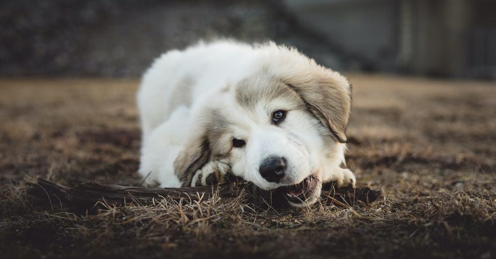 BarkBusters's tweet photo. Puppies actually NEED to chew, but they won't know the difference between their own toys and household items until you teach them. Here are our tips for teaching your puppy to keep their teeth to the appropriate places: https://t.co/dhPJn2rtEi 
#DogTrainer #PuppyTrainer https://t.co/SensZwlTck