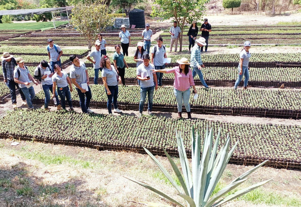 UMBoficial's tweet photo. Estudiantes de Ingeniería en Innovación Agrícola Sustentable #UESAmatepec visitaron el Vivero de San Miguel Ixtapan de la Región Forestal de Tejupilco, teniendo un acercamiento a los sistemas de producción y plantaciones forestales comerciales.
@juanjmillanm https://t.co/sOAStShutZ