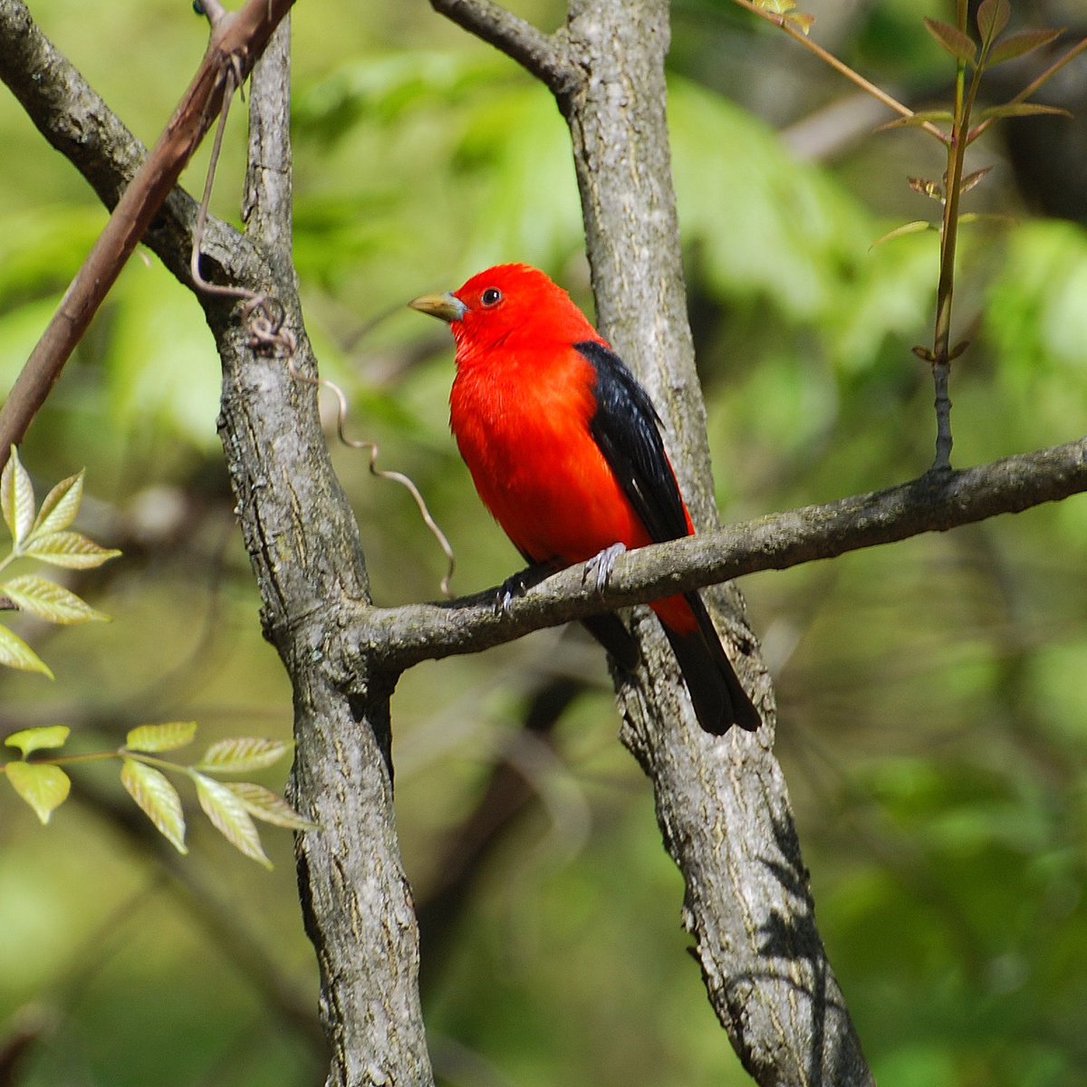 david_schmittou's tweet photo. Scarlet Tanager in the Meadowlands. DeKorte Park April 2021. #schmittousbirds #birding #scarlettanager #birdcpp #birdsofnewjersey #songbirds #springmigration #birdphotography https://t.co/CA7MXGIWnB