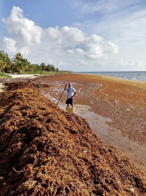 joncoopertweets's tweet image. As if Ron DeSantis wasn’t facing enough problems right now, scientists have spotted a giant blob of more than 13 million tons of goopy, yellowish-brown Sargassum seaweed drifting in the Atlantic Ocean — and it could soon cover beaches in Florida.

Tangles of the leafy seaweed…