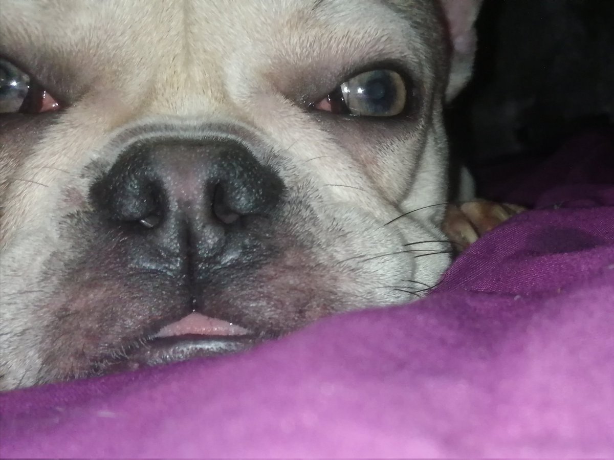 BarrelQuad's tweet photo. She's a cutie bt jesus does she drop some bloody nuclears 🤢 best part about it she's got face on cos I'm sure she thinks it's me dropping them no kid that smells coming out of ur arse 😂 https://t.co/7mRCpCIDtZ