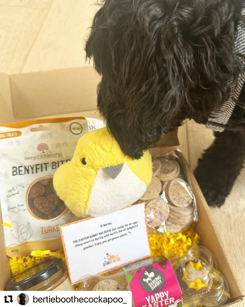 #Repost @bertieboothecockapoo_ with <a href="/use/">Roslyn K.</a>.repost
・・・
This months spring <a href="/ultimuttdogbox/">Ultimutt Dog Box</a> 💛📦