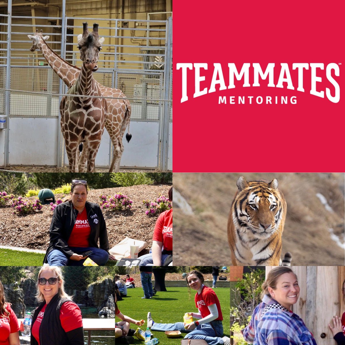 CBCSD_SFS's tweet photo. Did you know that Our Teammates Mentoring Program is housed out of the SFS department!? The Annual Zoo trip was today for our matches. Thanks to Robin and Elana for their great work with the Teammates Program all year!! ❤️#OneCaringAdult https://t.co/wGWVtVdjNO