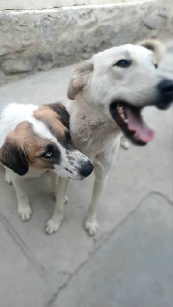 Kabul Small Animal Rescue on Twitter "Bowie and Fuckleberry are such