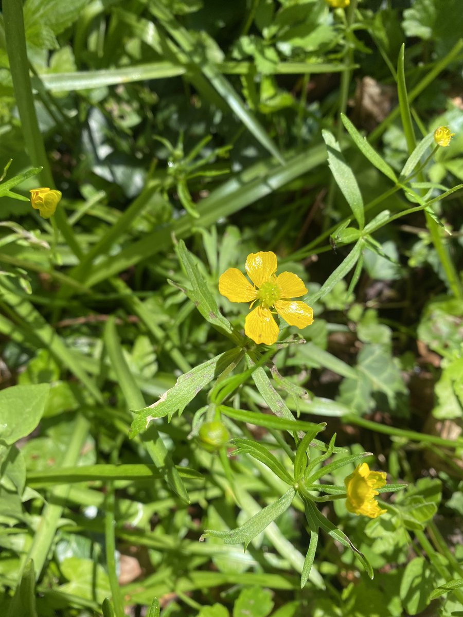 One of my favourite plants Goldilocks Buttercup (Ranunculus auricomus) on a very old bridleway today @BotanyBrecknock @BSBIbotany @BSBICymru @wildflower_hour in the Black Mountains, an Ancient Woodland Indicator, glorious!